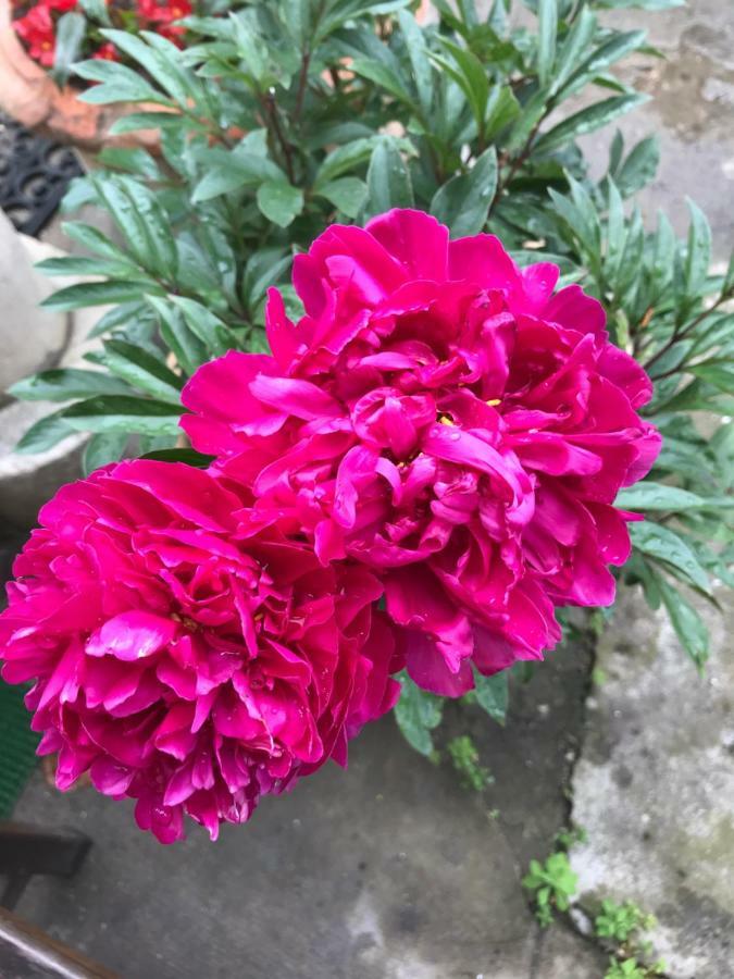 Violette Bordéus Exterior foto
